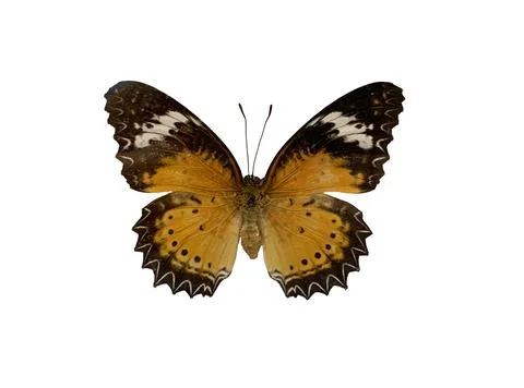 The Leopard Lacewing is name of butterfly isolated on white background and .. Stock Illustration