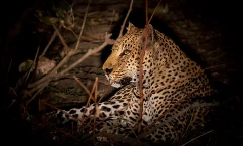 Leopard laid down on the ground at night Stock Photos