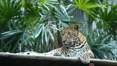 Leopard lay down in Chiangmai Thailand Stock Footage 100310979