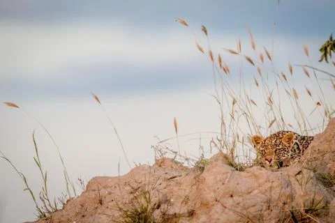 Leopard laying and sleeping on a Termite mount. Stock Photos