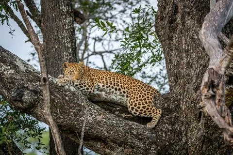 Leopard laying down on a branch. Stock Photos