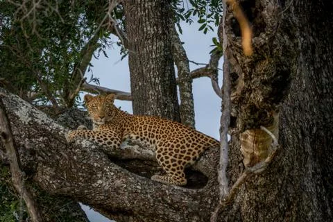 Leopard laying down on a branch. Stock Photos