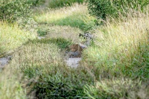 Leopard laying down on the road. Stock Photos