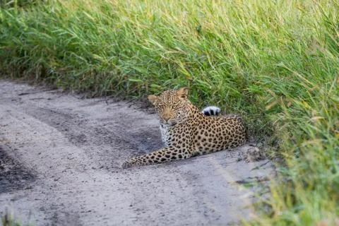 Leopard laying down in the sand. Foto stock