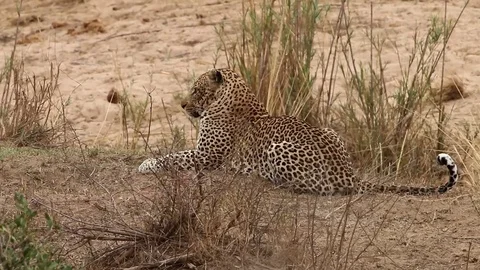Leopard laying in the grass Video stock 74346273