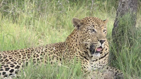 Leopard  laying in grass Stock Footage 98158717