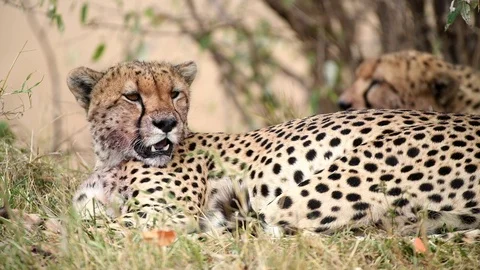 Leopard Laying on Grass in Full Relaxation Mode In Masai Mara Kenya Stock Footage 116103170