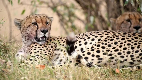 Leopard Laying on Grass in Full Relaxation Mode In Masai Mara Kenya Stock Footage 116103415