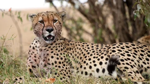 Leopard Laying on Grass in Full Relaxation Mode In Masai Mara Kenya Stock Footage 116103765