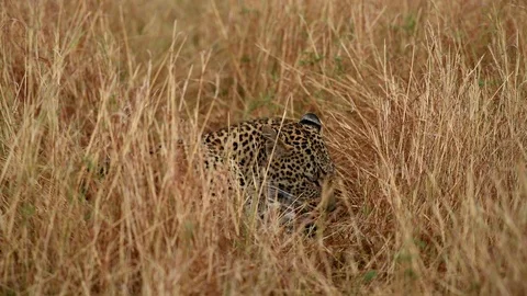 Leopard Laying on Grass in Full Relaxation Mode In Masai Mara Kenya Stock Footage 116103978