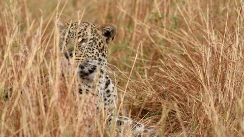 Leopard Laying on Grass in Full Relaxation Mode In Masai Mara Kenya Vídeos de archivo 116104284