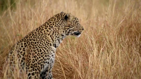 Leopard Laying on Grass in Full Relaxation Mode In Masai Mara Kenya Stock Footage 116104773