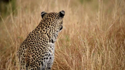 Leopard Laying on Grass in Full Relaxation Mode In Masai Mara Kenya Stock Footage 116105344