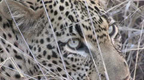 Leopard laying in grass head shop Stock Footage 22773673