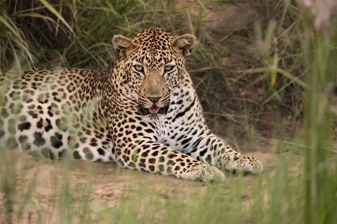 Leopard is laying in the grass, looking at the camera. Stock Photos