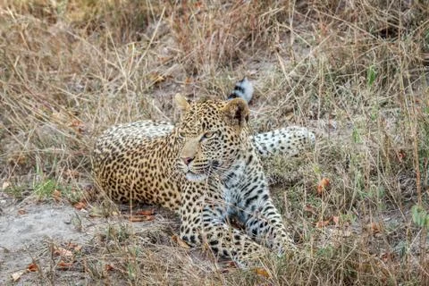 Leopard laying in the grass. Foto stock
