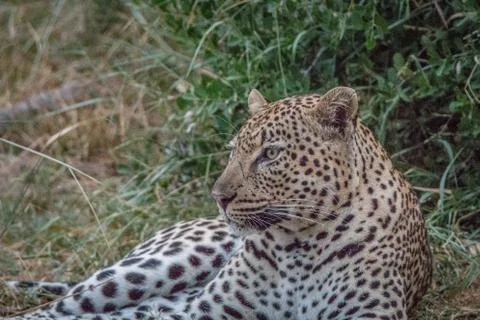 A Leopard laying in the grass. Stock Photos