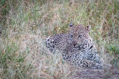 A Leopard laying in the grass. Stock Photos