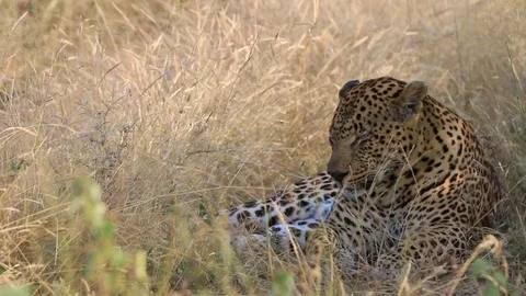 Leopard laying in the high grass. Stock Footage 79071785
