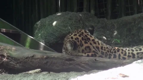 A leopard is laying on a log in a zoo enclosure Stock Footage 282241029