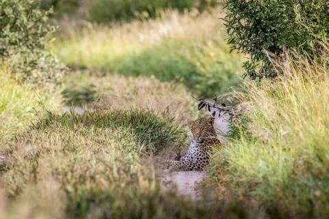 Leopard laying on a path. Foto stock