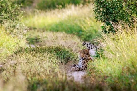 Leopard laying on a path. Stock Photos