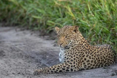 Leopard laying in sand. Stock Photos