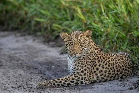 Leopard laying in sand. Stock Photos