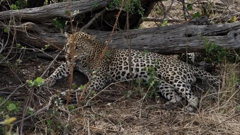 Leopard Laying in the Shade in Madikwe Game Reserve South Africa Stock Footage 123679548
