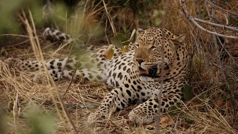 Leopard Laying in the Shade in Madikwe Game Reserve South Africa Video stock 123679705