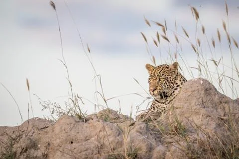 Leopard laying on a Termite mount and looking. Stock Photos