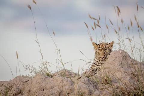 Leopard laying on a Termite mount and looking. Stock Photos
