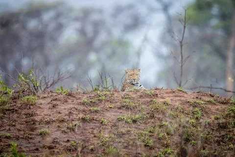 Leopard laying on a termite mount. Stock Photos