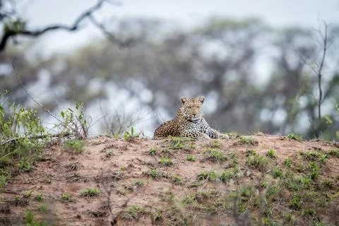 Leopard laying on a termite mount. Stock Photos