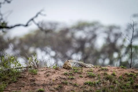 Leopard laying on a termite mount. Stock Photos