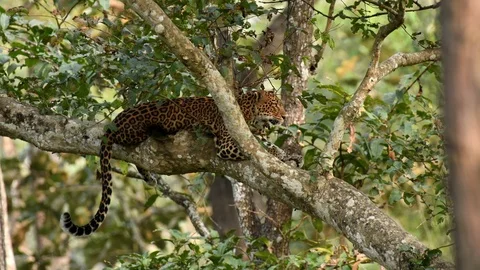 Leopard Laying on on the tree in Full Relaxation Mode In Kabini India Vidéo 115747325