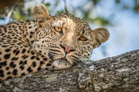 A Leopard laying in a tree in the Kruger. Foto stock