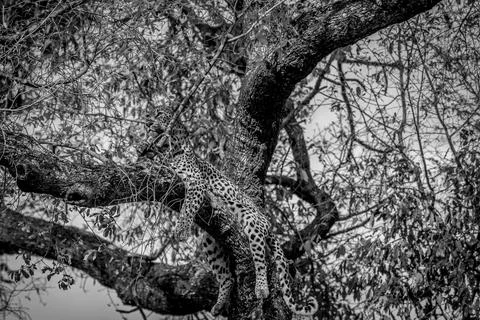 Leopard laying in a tree in the Kruger. Stock Photos