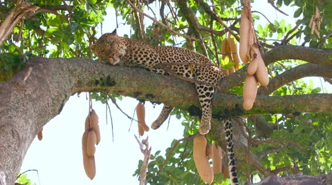 LEOPARD LAYING TREE MAASAI MARA KENYA AFRICA Stock Footage 66383923