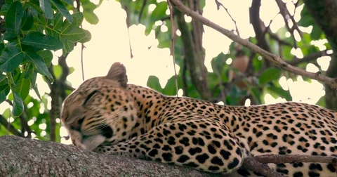 LEOPARD LAYING IN TREE MAASAI MARA KENYA AFRICA Stock Footage 73224108