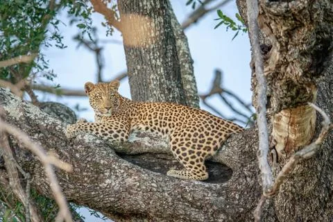 Leopard laying in a tree. Stock Photos