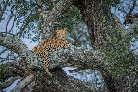 Leopard laying in a tree. Stock Photos