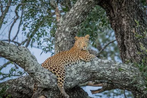 Leopard laying in a tree. Stock Photos
