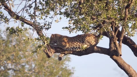 Leopard Lays Down on a High Branch During Golden Hour Stock Footage 251875061