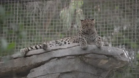 Leopard lays down on tree with fence behind at San Diego zoo Stock Footage 244251631