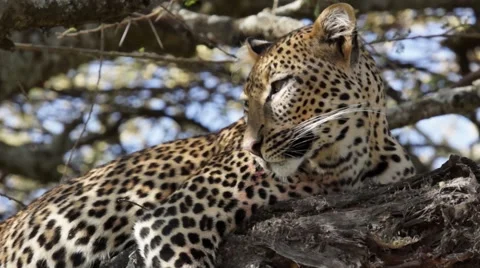 LEOPARD LAYS IN TREE 库存影片 48474790