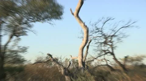 Leopard in leadwood tree Stock Footage 22780766