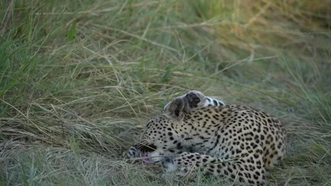 Leopard Licking Video stock 242627915