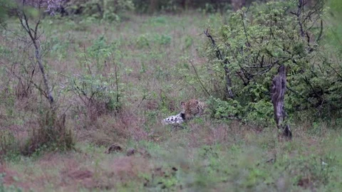 Leopard licking her paws and cleaning her face Stock Footage 229458046