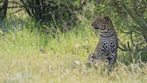 Leopard licking its lips. Slow motion African wildlife Stock Footage 125928997